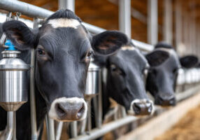 PaladinID-RFID-Labels-For-Cows
